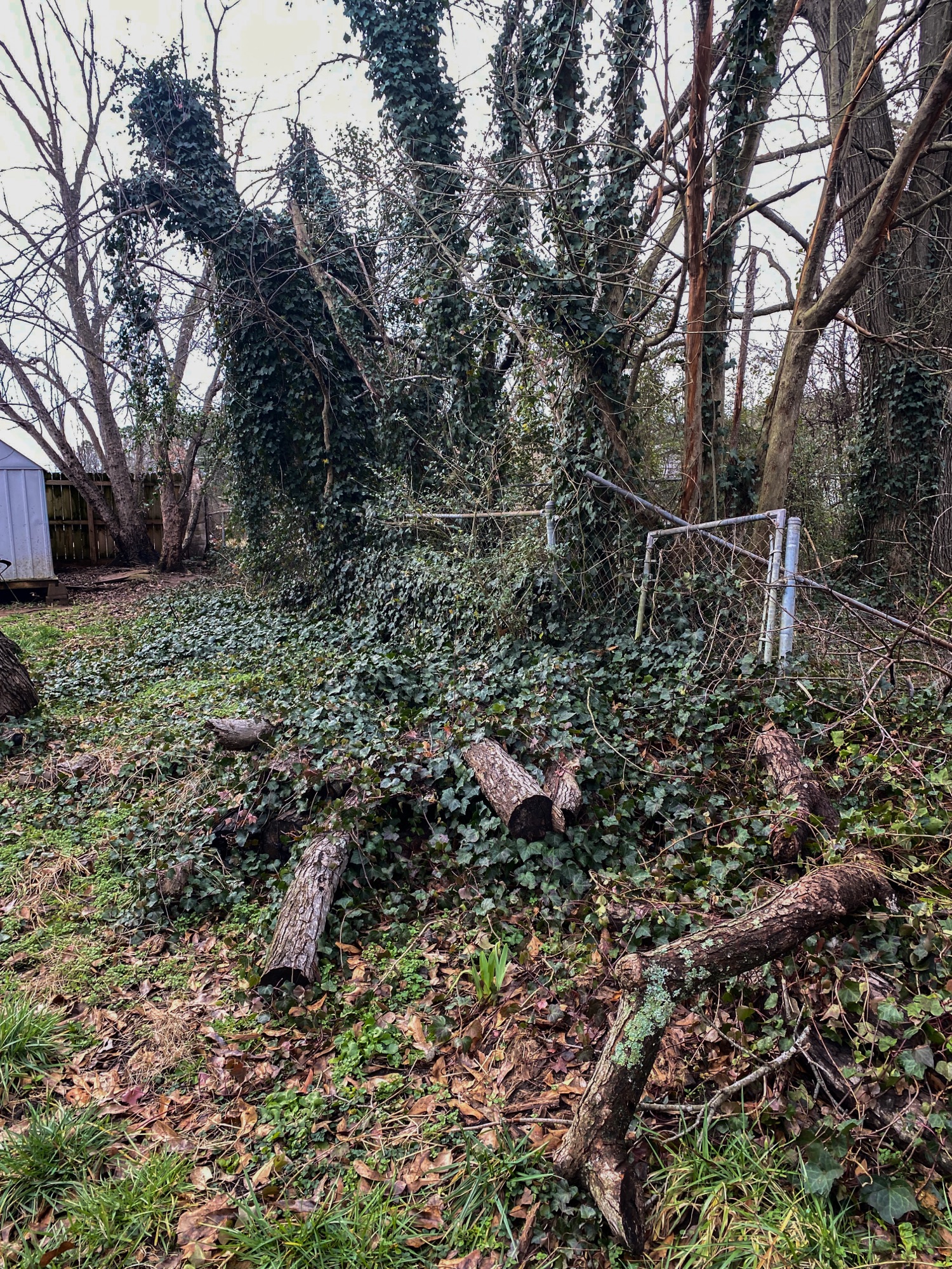Quality Fence Services Near Spartanburg, SC 49 Overgrown clean up Before