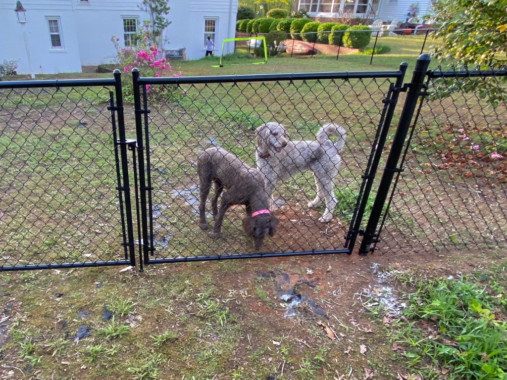 Quality Fence Services Near Spartanburg, SC 26 Dogs nehind chain link fence