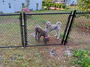 Dogs behind chain link fence